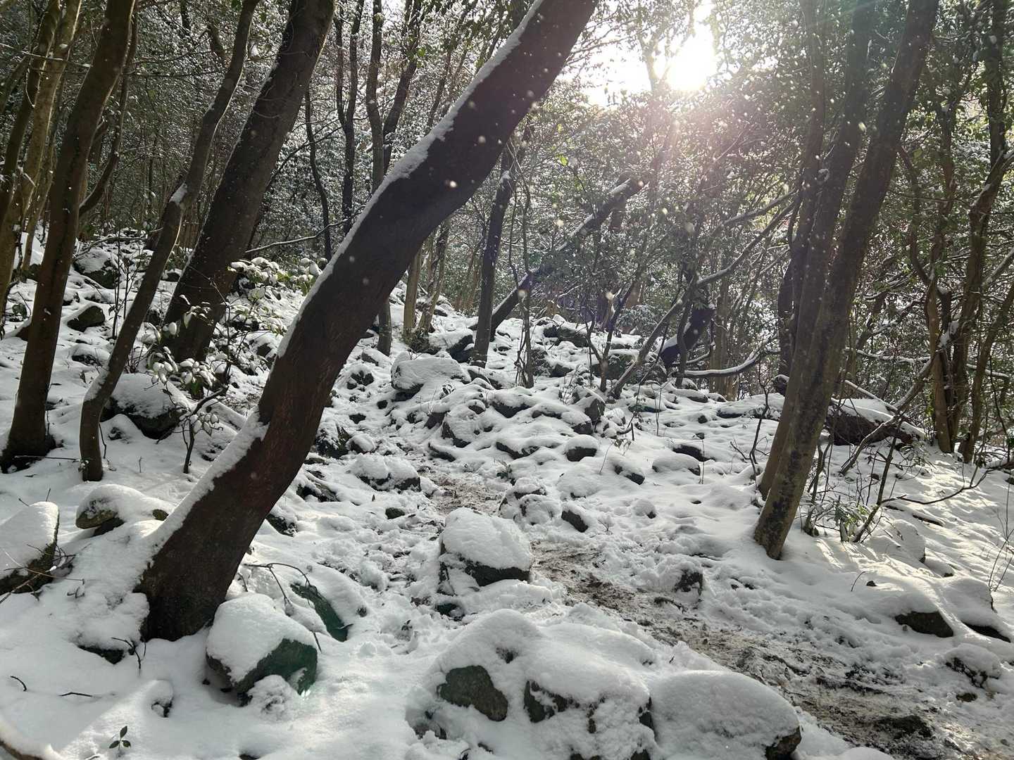 太陽光によって樹木の雪が溶け落ちて、キラキラして綺麗でした。