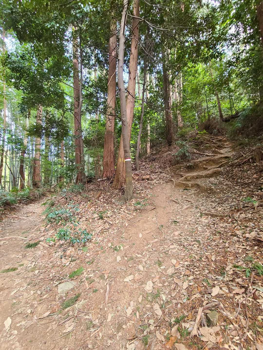 右の道が山頂への近道