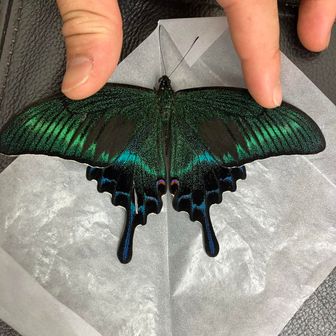 ミヤマカラスアゲハ