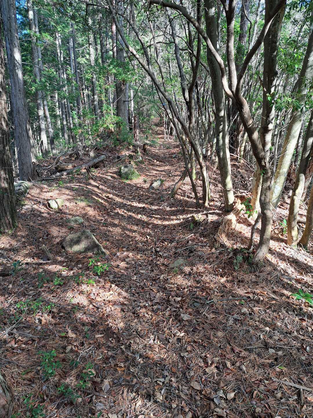 尾根道です

なぜこんなに整備されているんだろう、とちょっと訝しくもなります