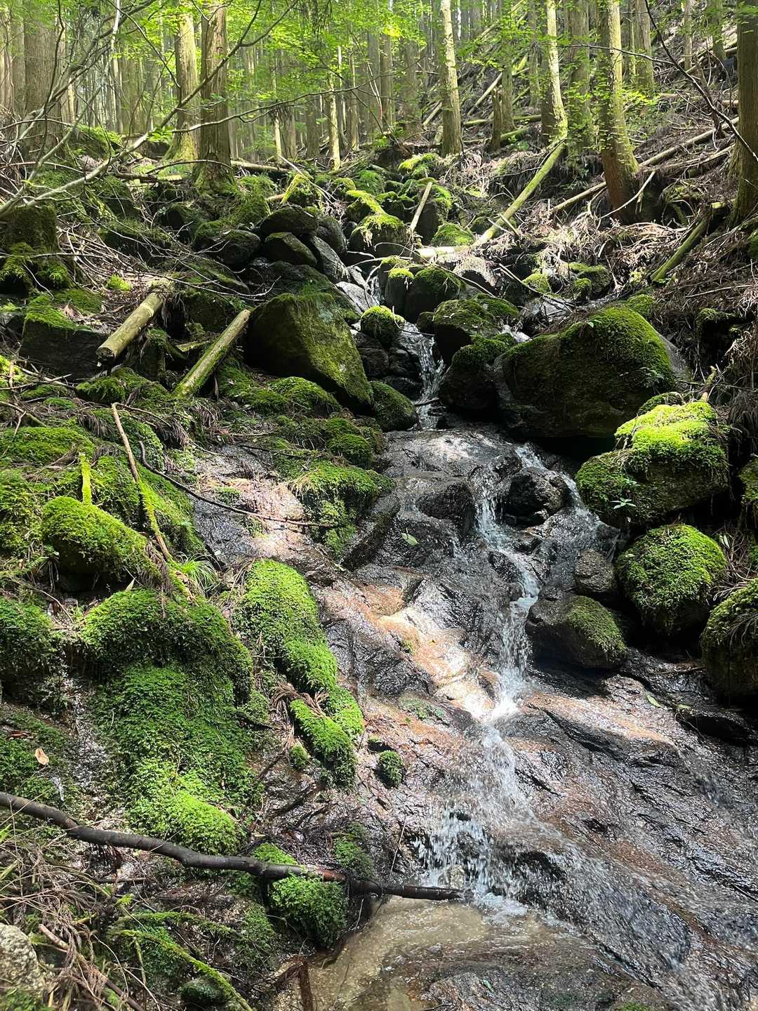 苔むした岩と水の流れ、奥の緑が
美しかった✨