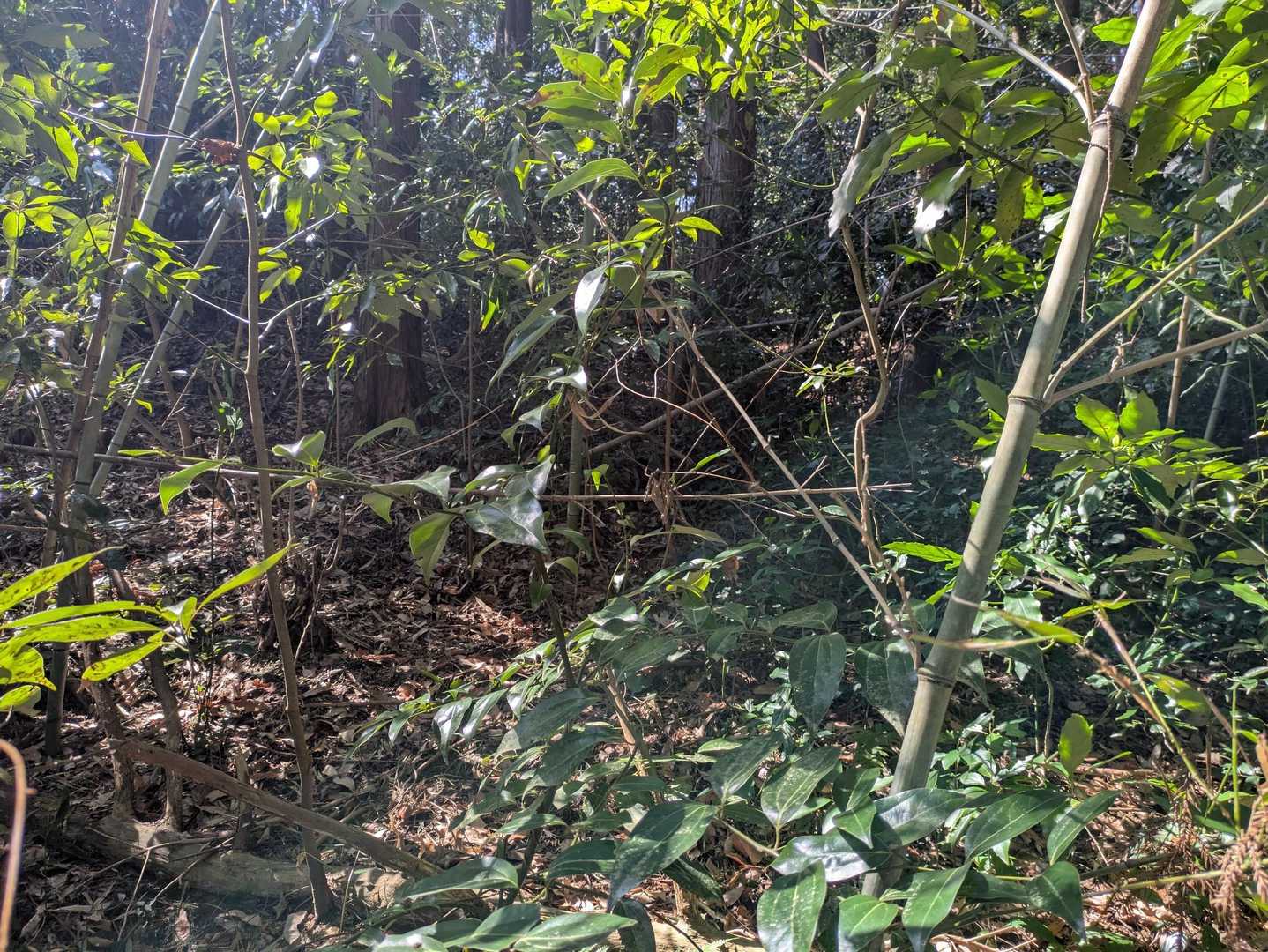 林道を歩きすぎて登山口をロスト。
地形図をみながら藪漕ぎショートカット。

シャツが枝に引っかかる。
ギャー。あぶねー。
これがあるから藪漕ぎは躊躇する。