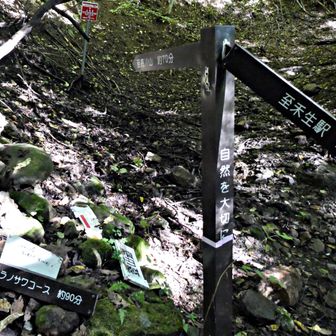 林道からシラノサワコースへの分岐