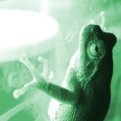 テクテクフロッグ 