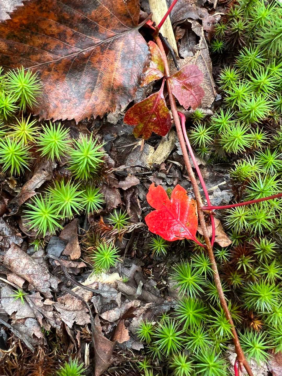 秋🍁見つけた