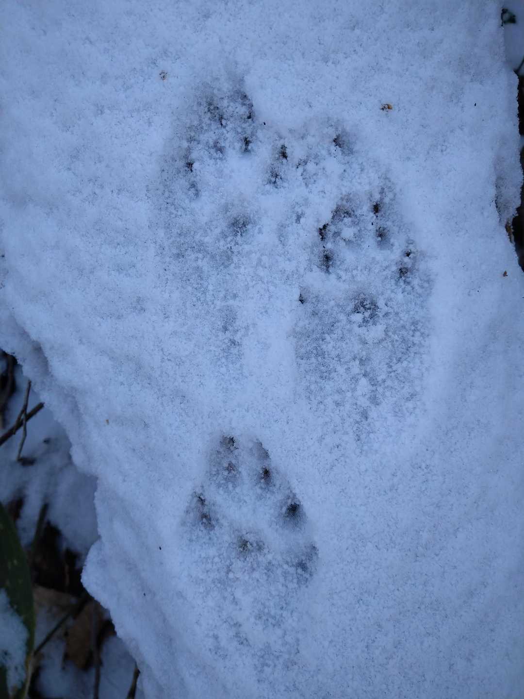 🐾　