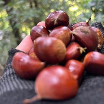 🌰拾いを楽しみ無事下山しました
