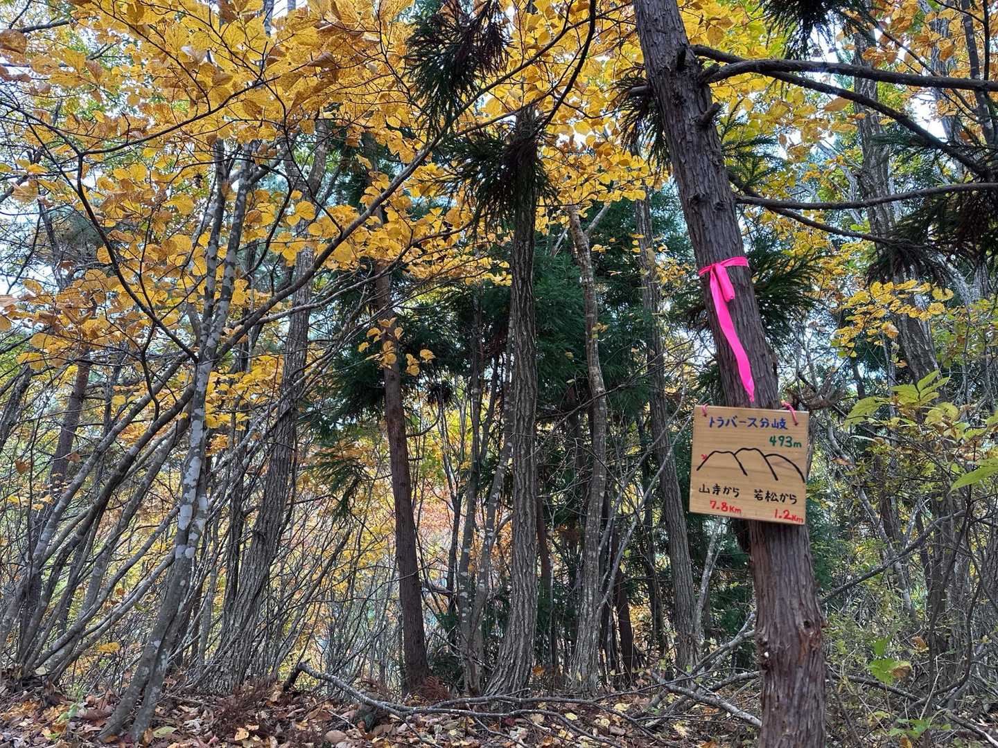 この看板、新調したのか綺麗です。
