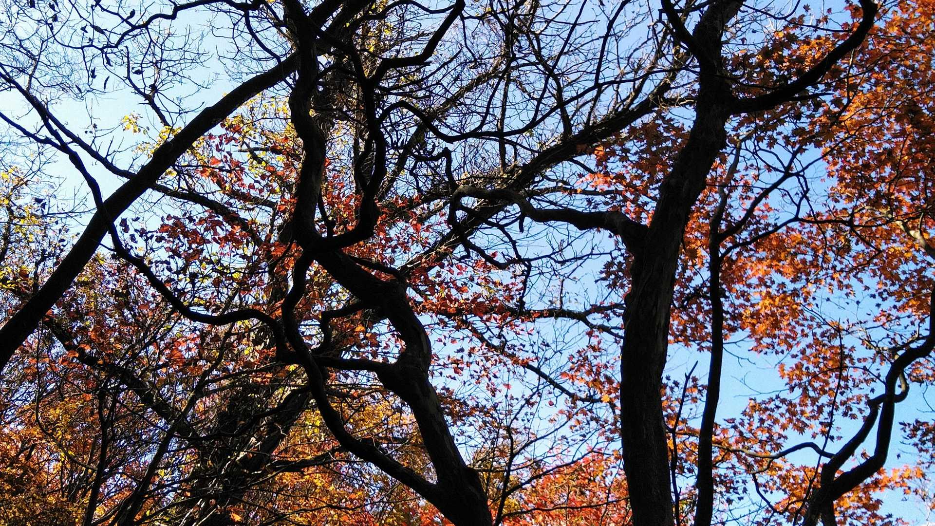 上林峠-陣ヶ森-前々司山-うなめご 往復コースの写真