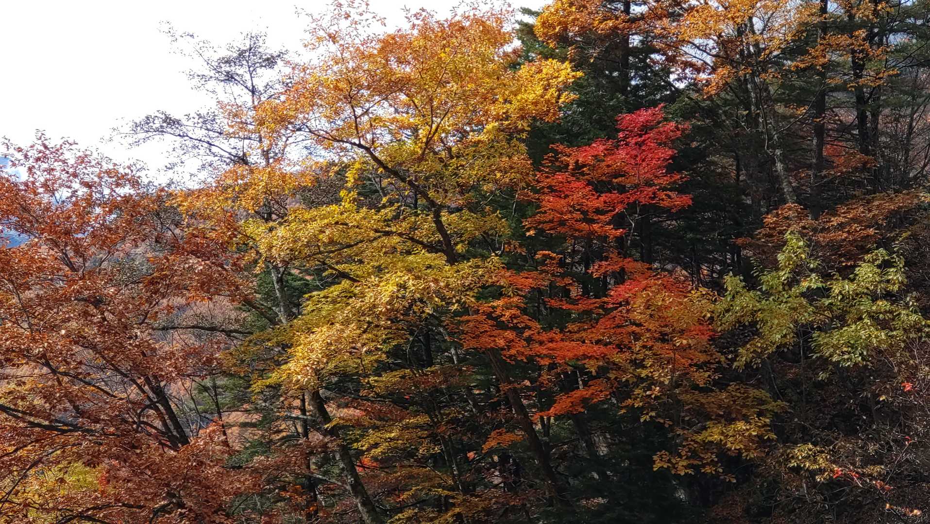 本谷山-三伏山-三伏峠-鳥倉登山口-越路バス停 縦走コースの写真