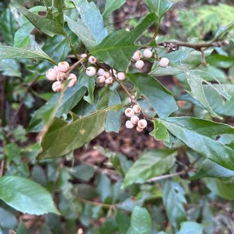 イズセンリョウ！