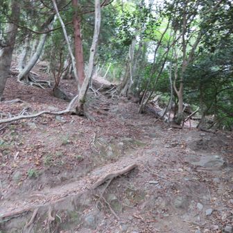 まだまだ登りです。