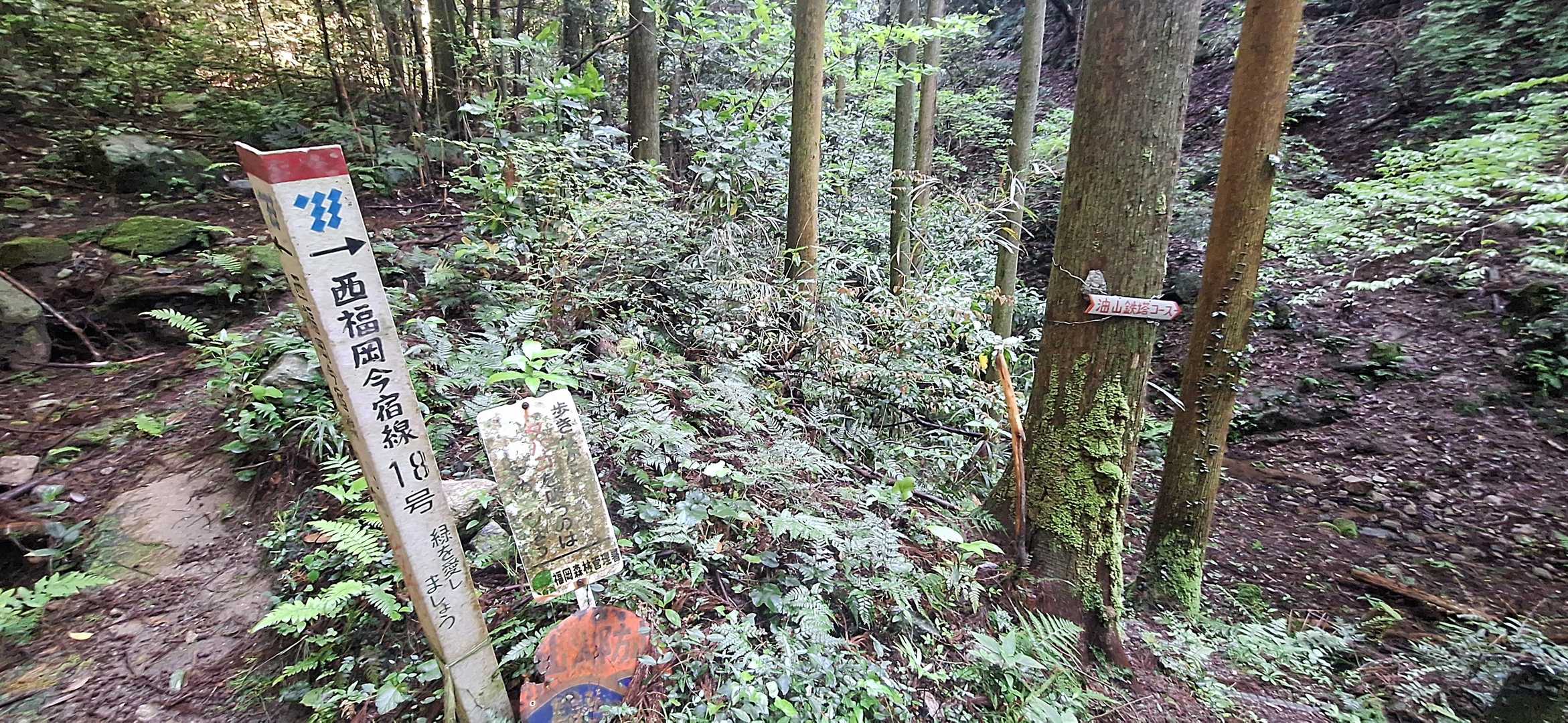 分岐