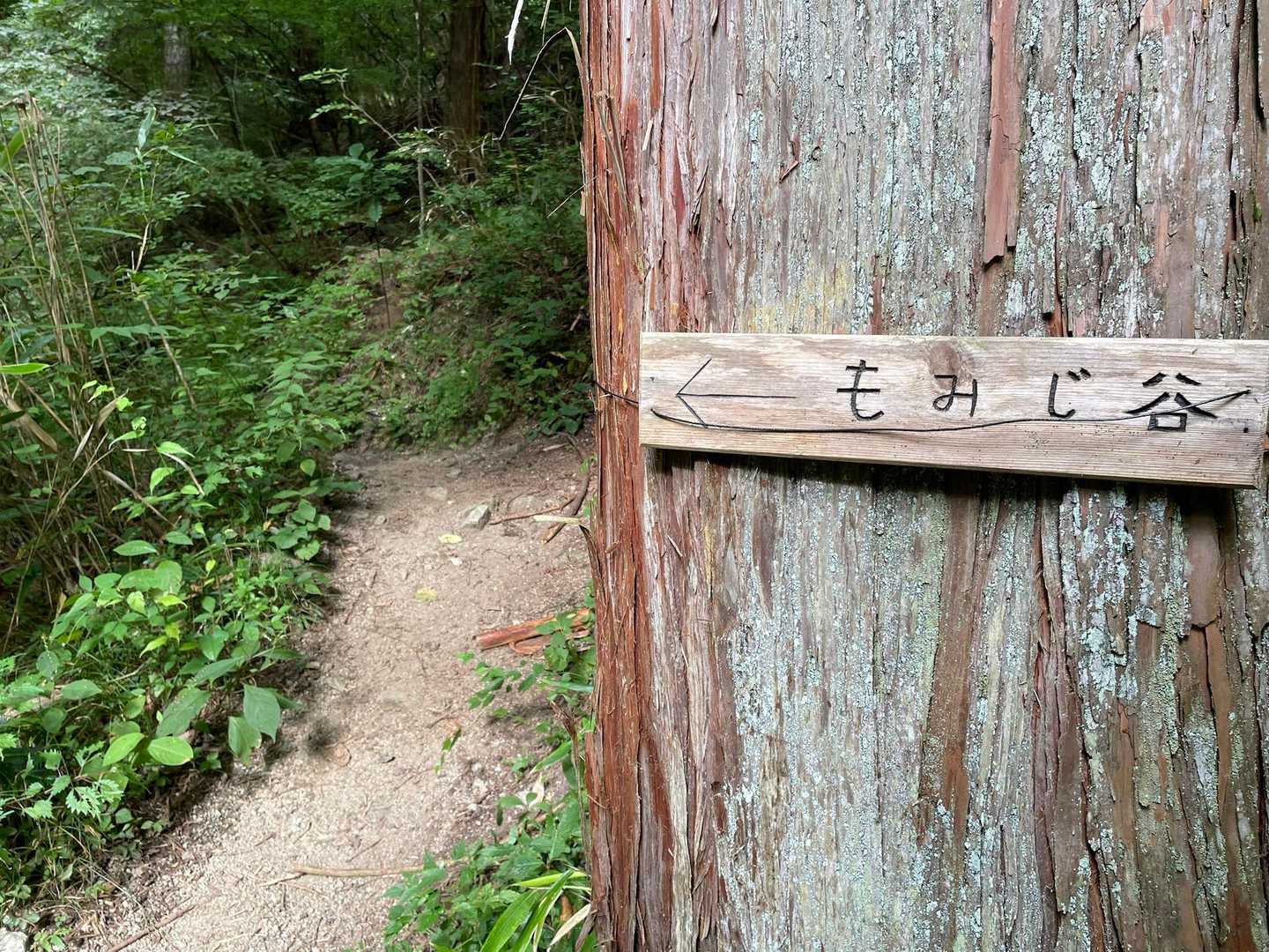 もみじ谷から🍁
かなり荒れているとか…😥