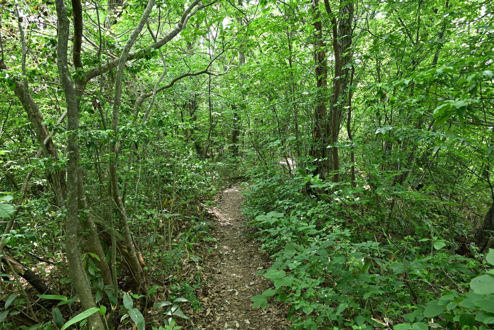 下山ルートは広葉樹が多くてこれまた雰囲気が良い☺️