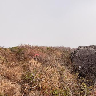 ここがYAMAPの横岳山頂ぽいです
ピンテのみ