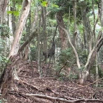 毛の色が黒いなと思っていたら鹿は鹿でもニホンカモシカでした
結構いました