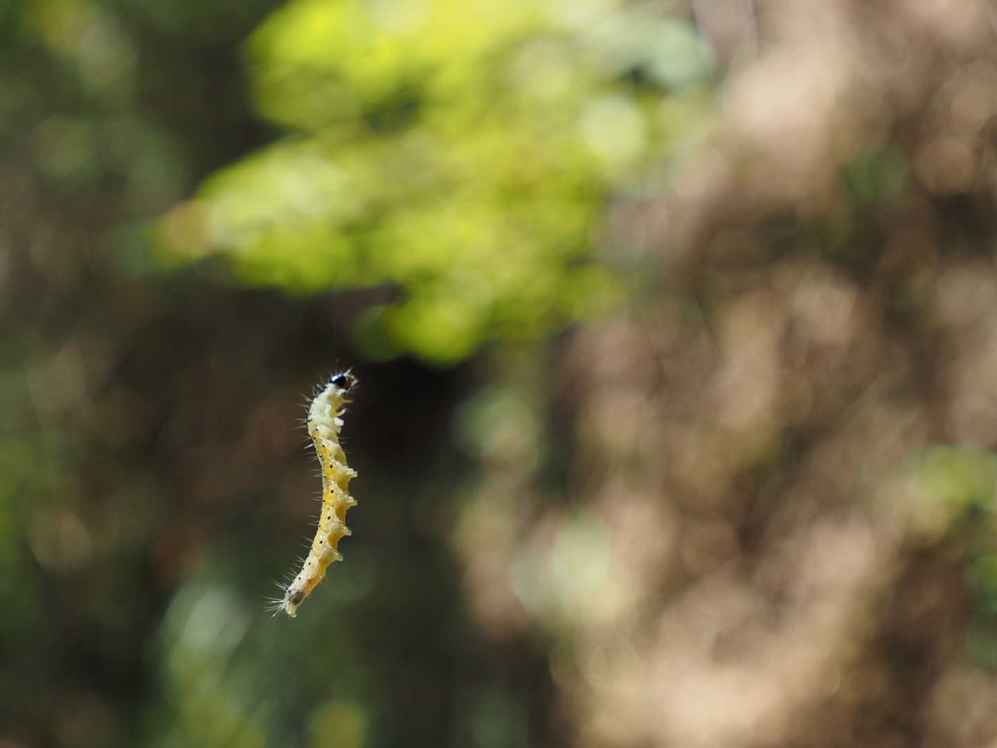 目の前に虫が降りて来た。