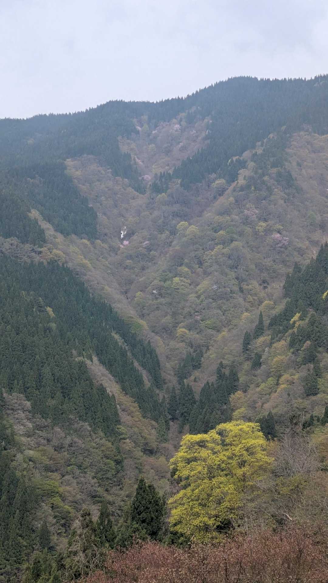 扇山-赤祖父山 往復コースの写真