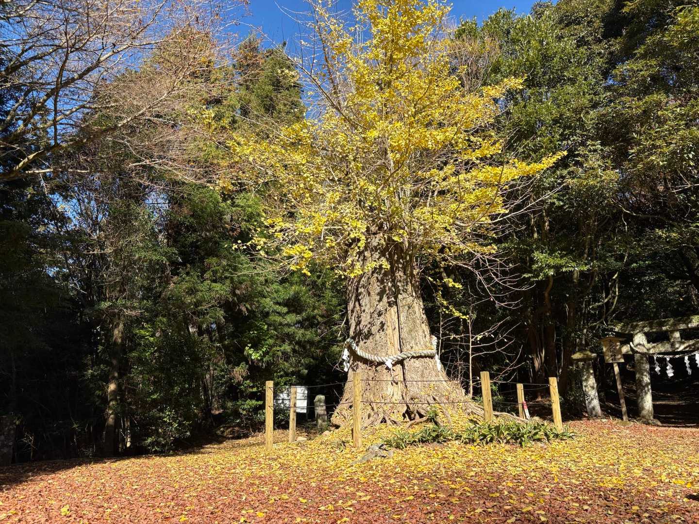 銀杏の木の下に万年青（おもと）