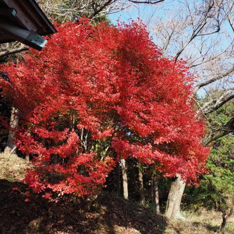 神社横は真っ赤に染まる