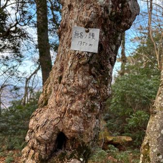 ここも一つのピーク。無名の頭