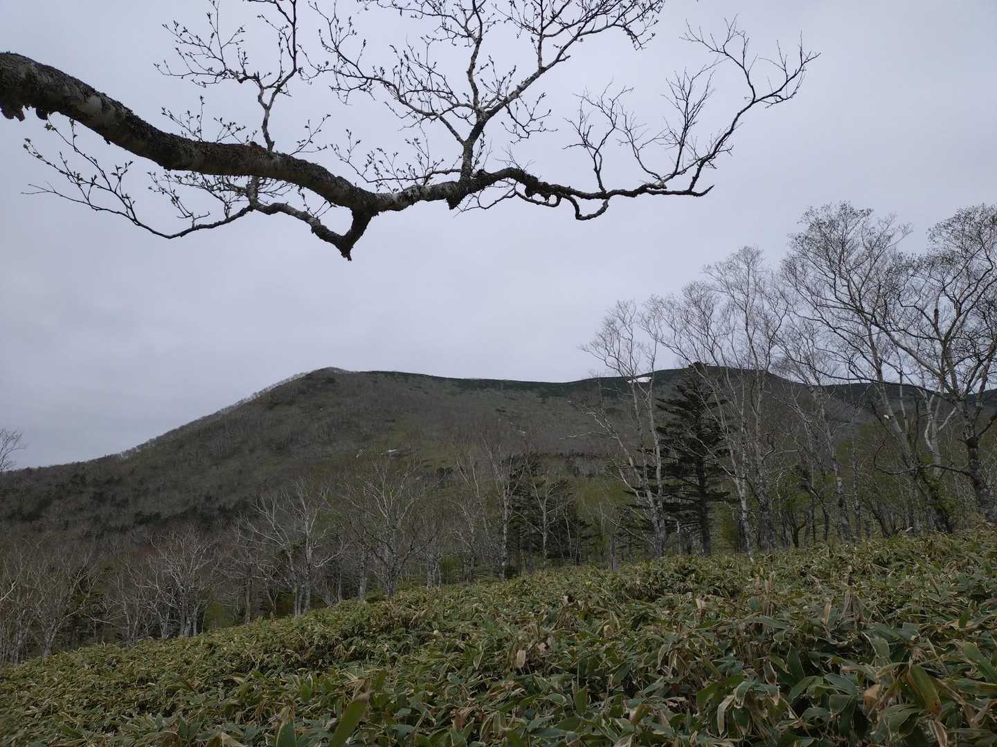 山頂方向が見えてきました