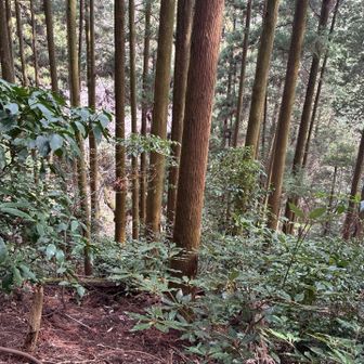 トミーさんについて斜面を降りていくと…