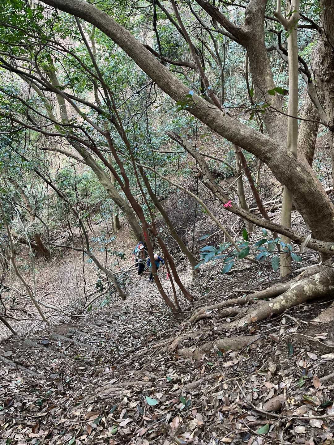 白馬山 周回コースの写真