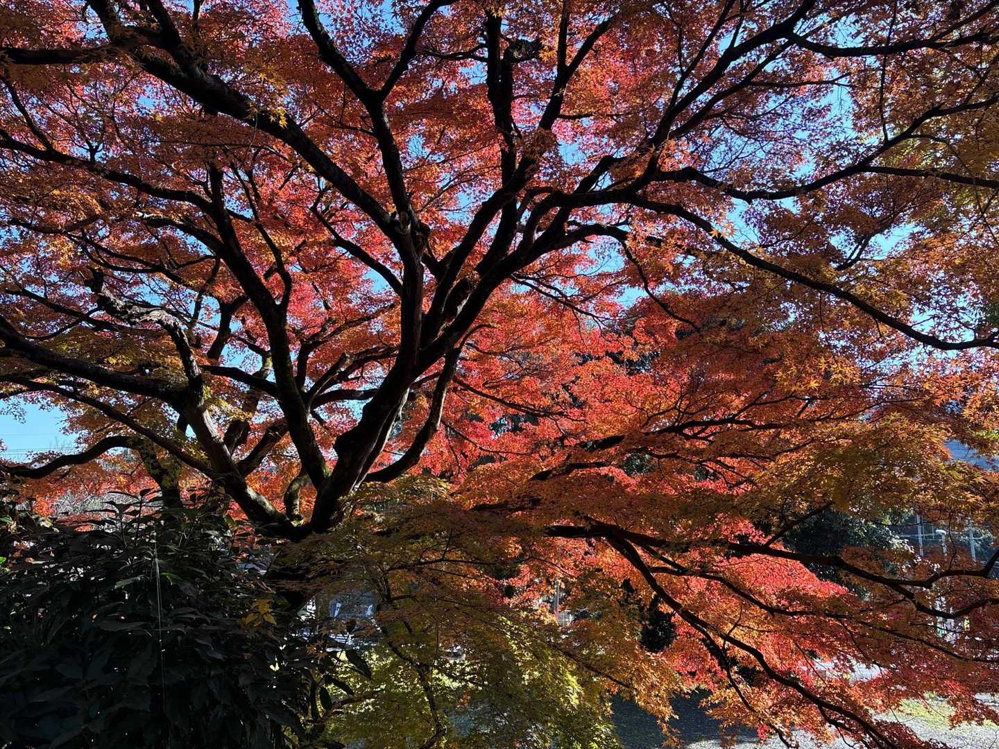 裏からの裏紅葉🍁