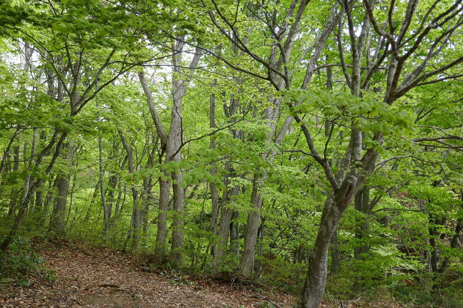 新緑の登山道