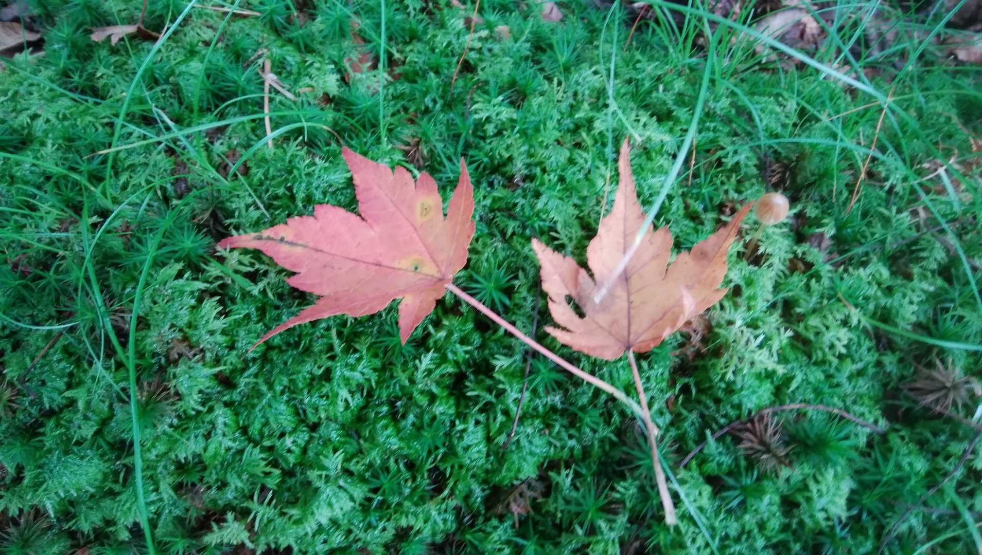 落ち葉🍂