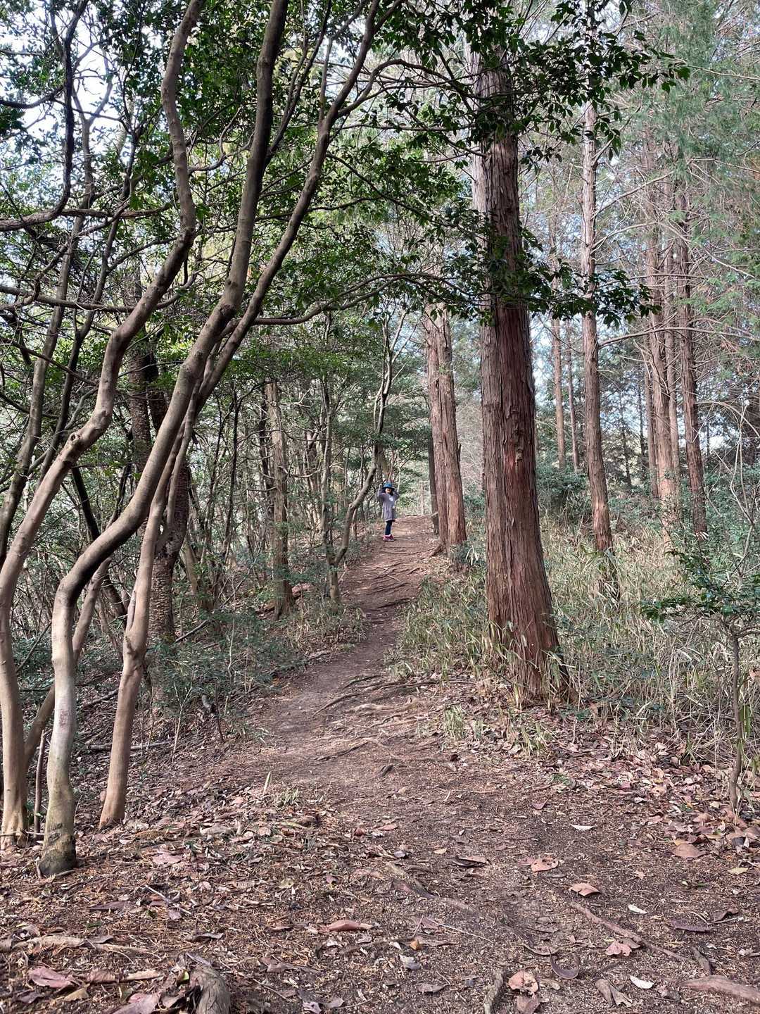 雲附登山口-石鎚神社-雲附山-白羽峠 周回コースの写真