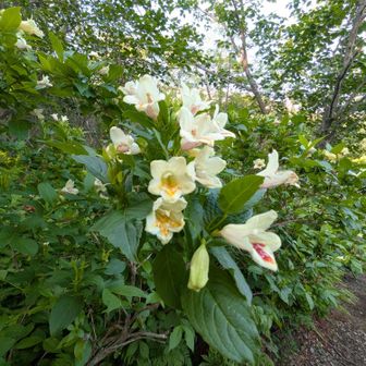 綺麗な花達。ウコンウツギ？
