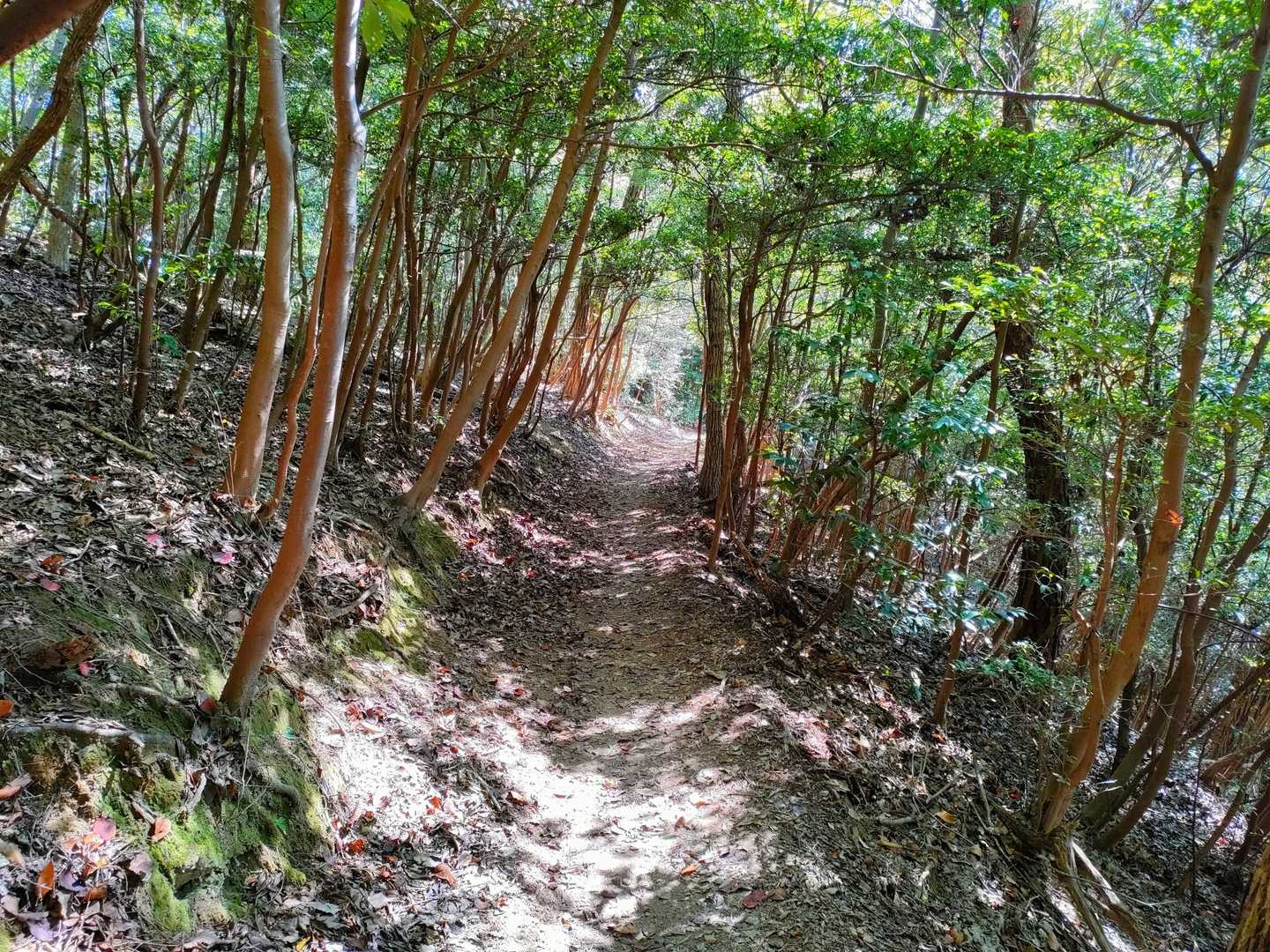 いよいよ下山します！
登山道は、また雰囲気が変わります。🤠🎶