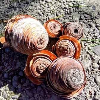 落ちてたけど開いてないのが多いですね