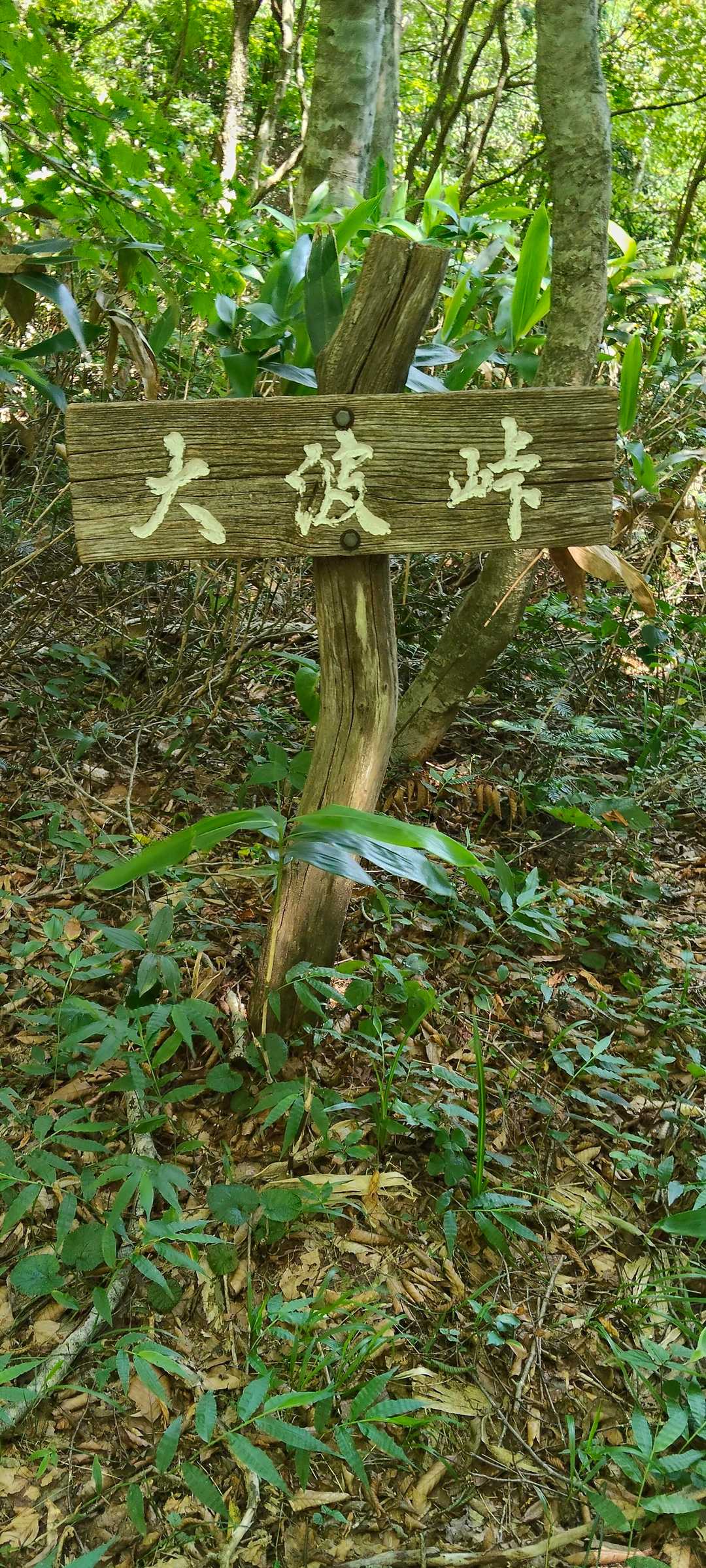 大波峠🌊

🩶ピーク井西山への分岐ですが、藪漕ぎらしいので止めました🌿