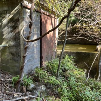 貯水施設が
地形図見るとこの辺り果樹園マーク
きっとミカンでも作ってたのでしょう。
塩ビパイプはここから小屋に引かれ、畑にも潅水してたと思います。
杉は畑の崩れ止めに植えて高くならない様切ってたのかも