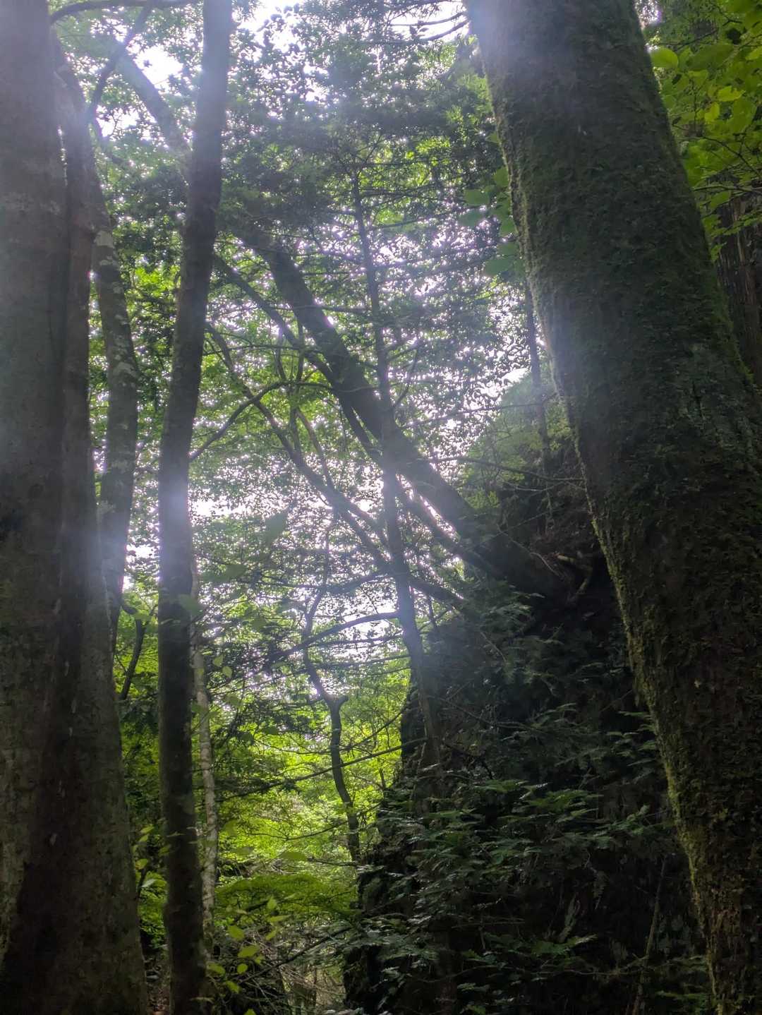 山犬嶽登山口-山犬獄 往復コースの写真