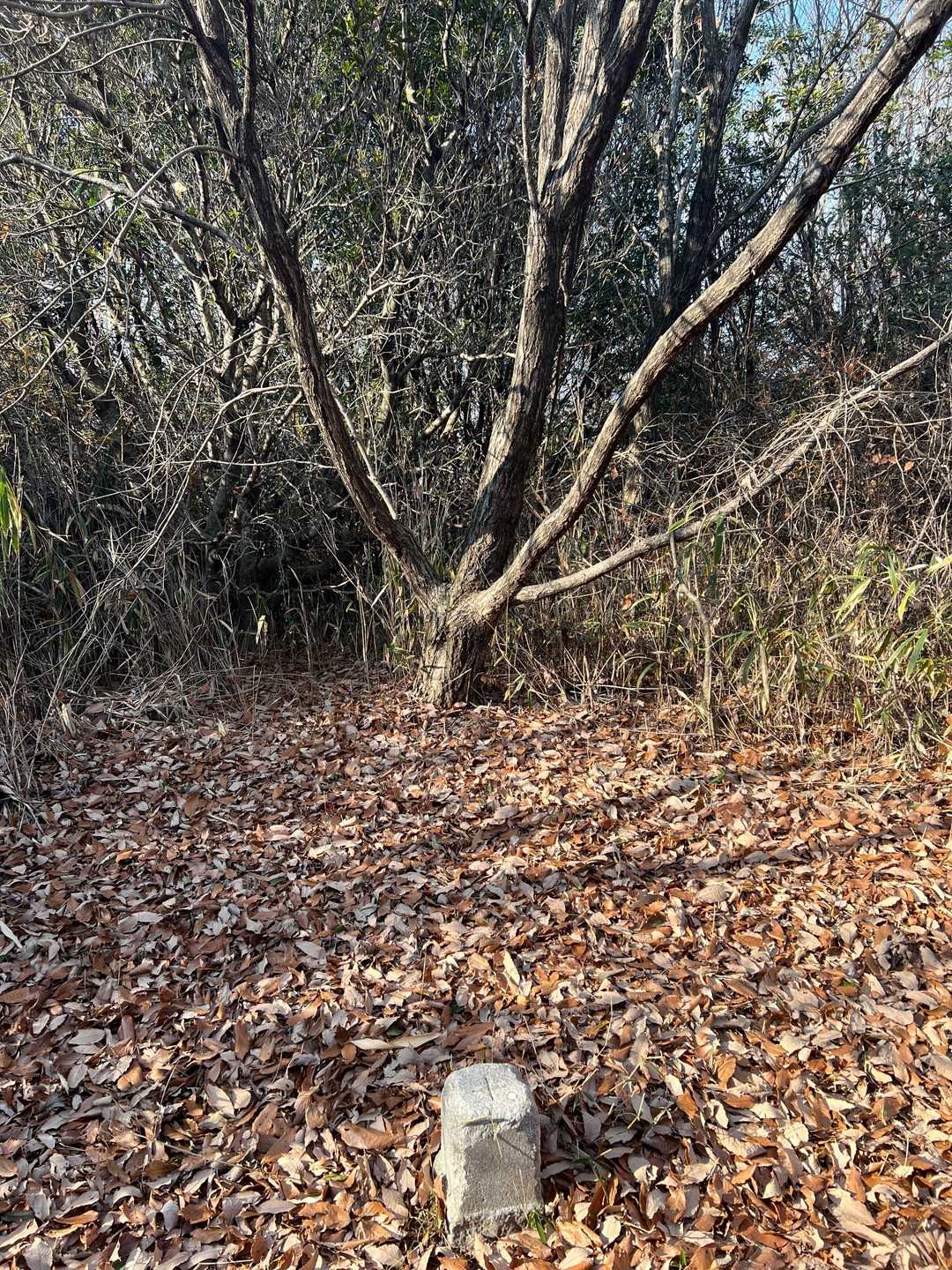 宮山⛰到着〜✨
（山頂🔝標識ありませーん🙅‍♀️）