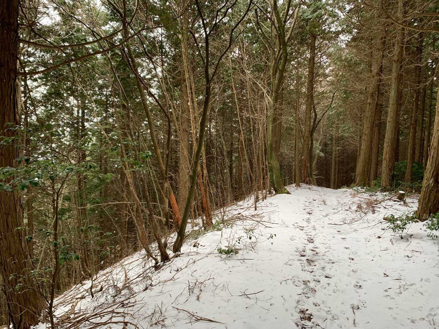 ヒトと動物の足跡が続きます。