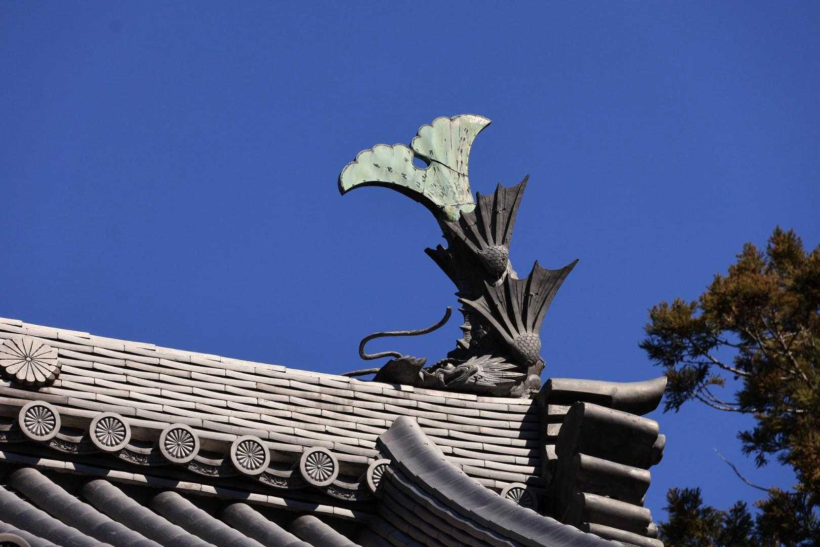 青い海を泳ぐ鯱鉾