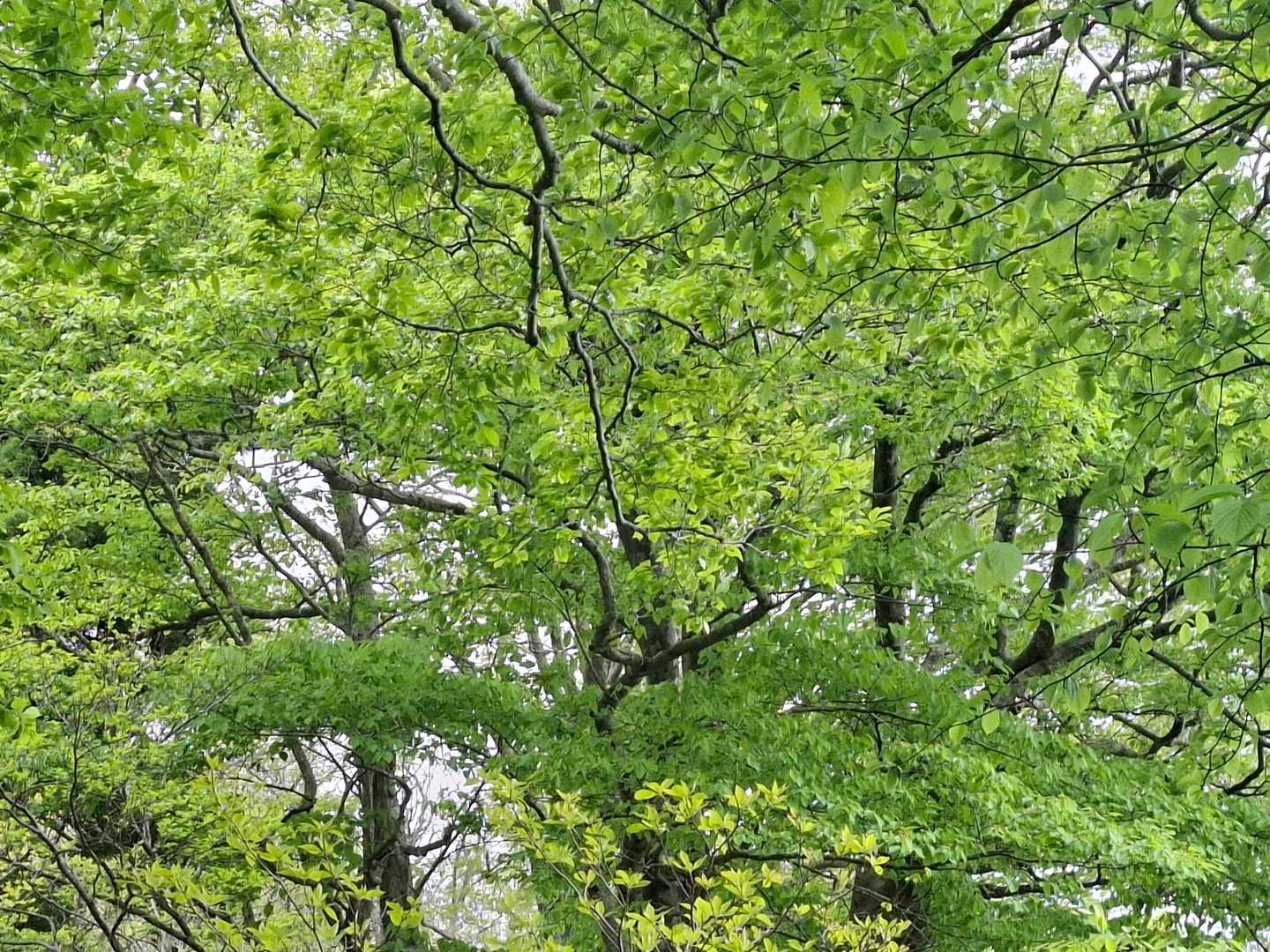 曇り空でも緑が綺麗で癒されました😌