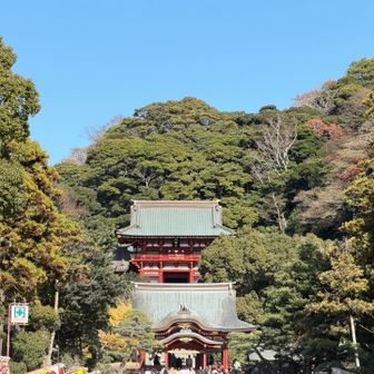 そして、鶴岡八幡宮に着きました