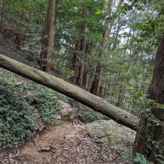 妙見峠から鷹巣山への道の倒木は
下をくぐるのにあまり不便でない為か
ずっとそのままですね
