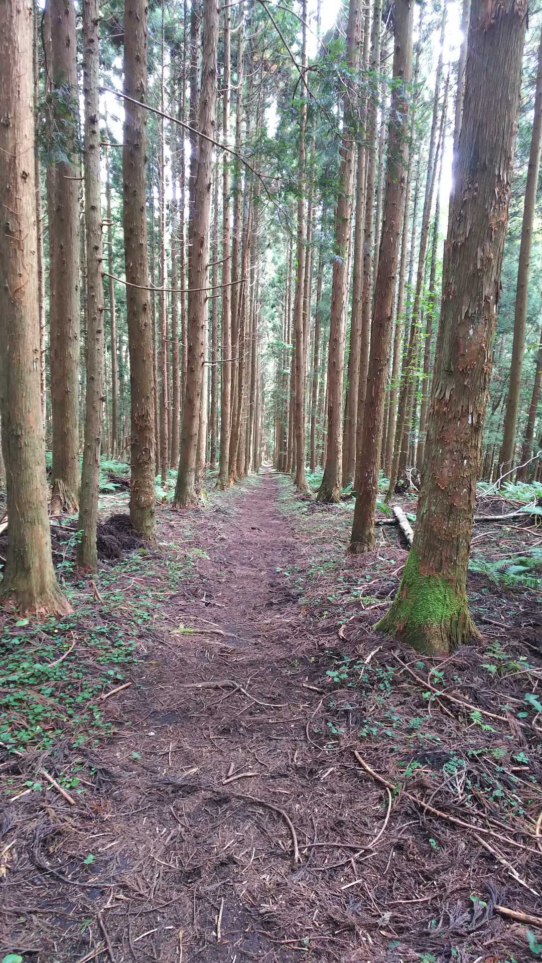 石上山 往復コースの写真