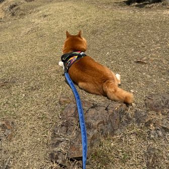 ロッキー、熊の見張り中