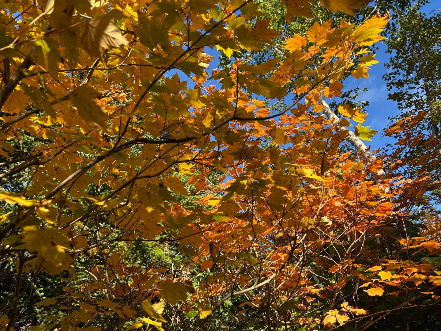 八幡平登山口-八幡平-源太森-茶臼岳-見返峠 周回コースの写真