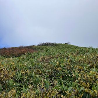 んで…

隣りにある西峰…

すぐ隣りにあるけど、藪こぎだなぁー
行ってみたくてウズウズしちゃって行ってみる事に🤣

けど逆目の薮が激しくて、今回はここまでで🤭

100mルールをフル活用しました😅
