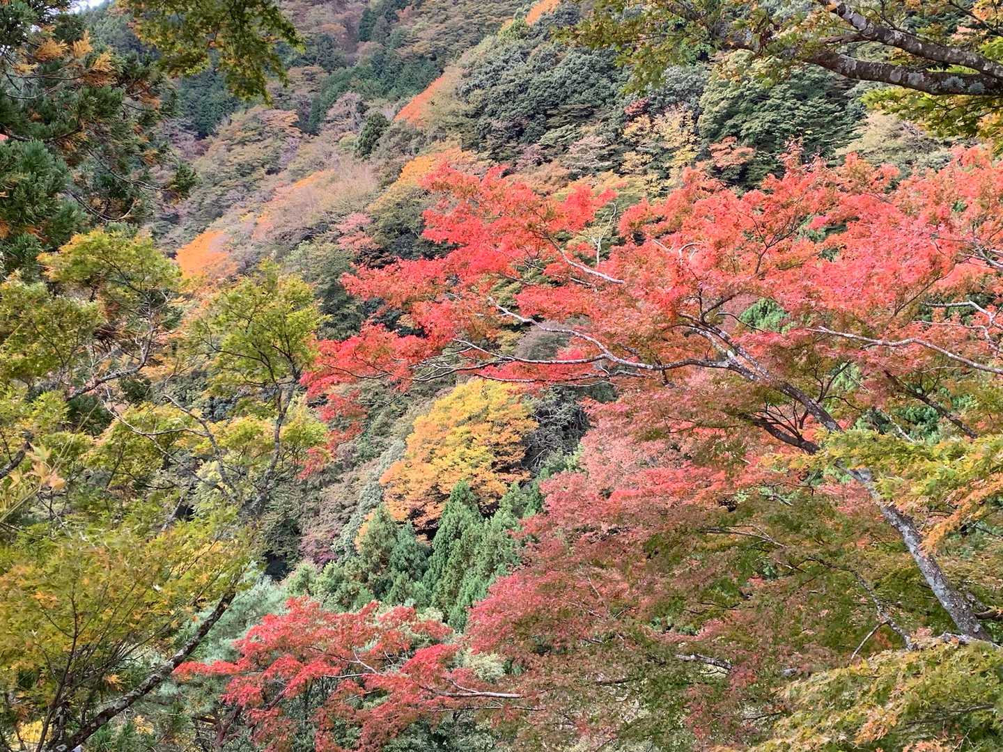 綺麗な山肌🍁